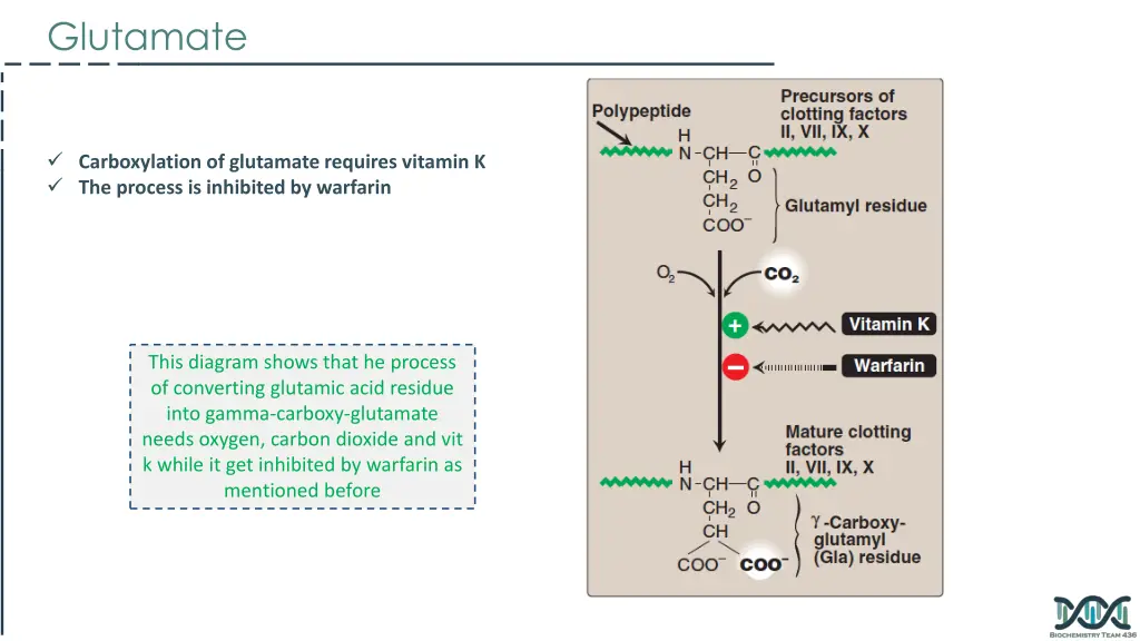 glutamate