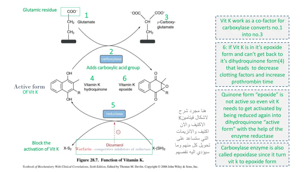 glutamic residue glutamic residue