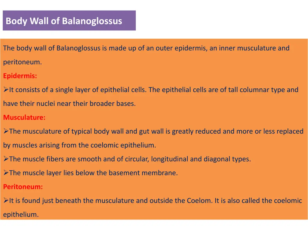 body wall of balanoglossus