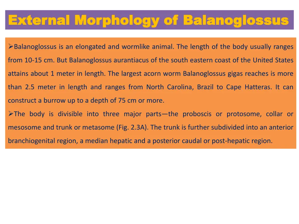 external morphology of balanoglossus external