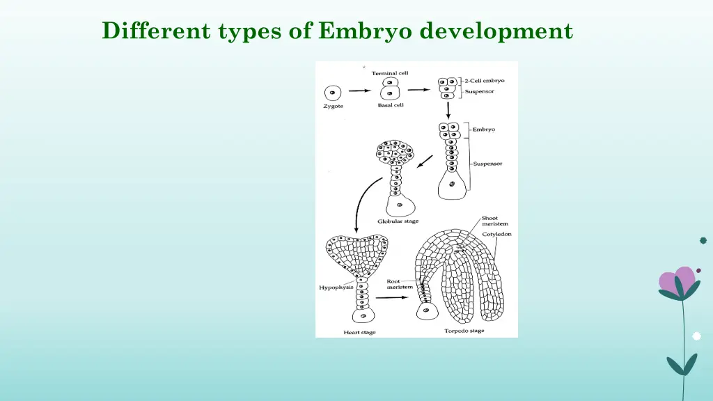 different types of embryo development