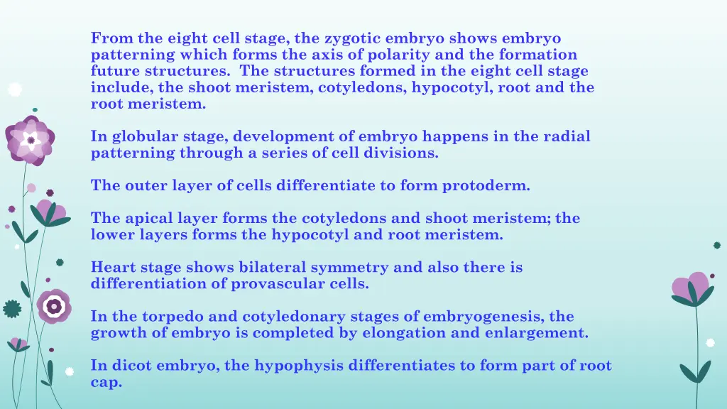 from the eight cell stage the zygotic embryo