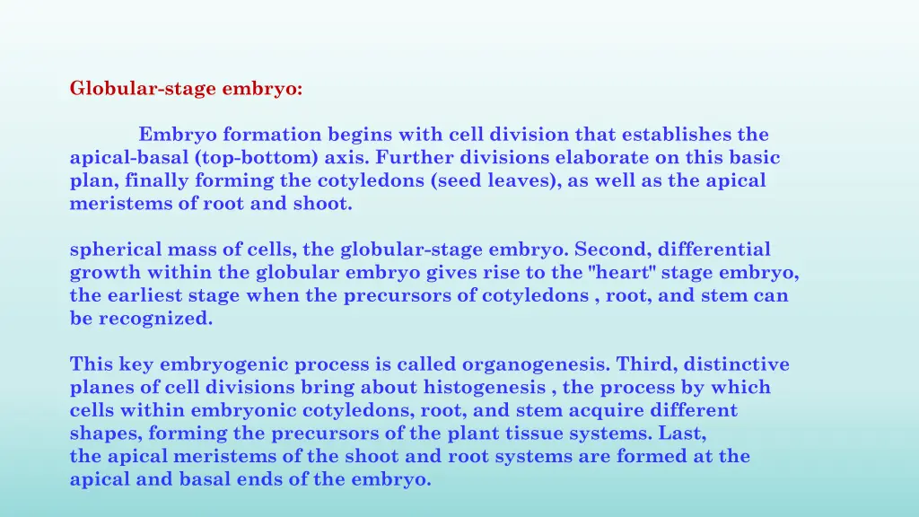 globular stage embryo