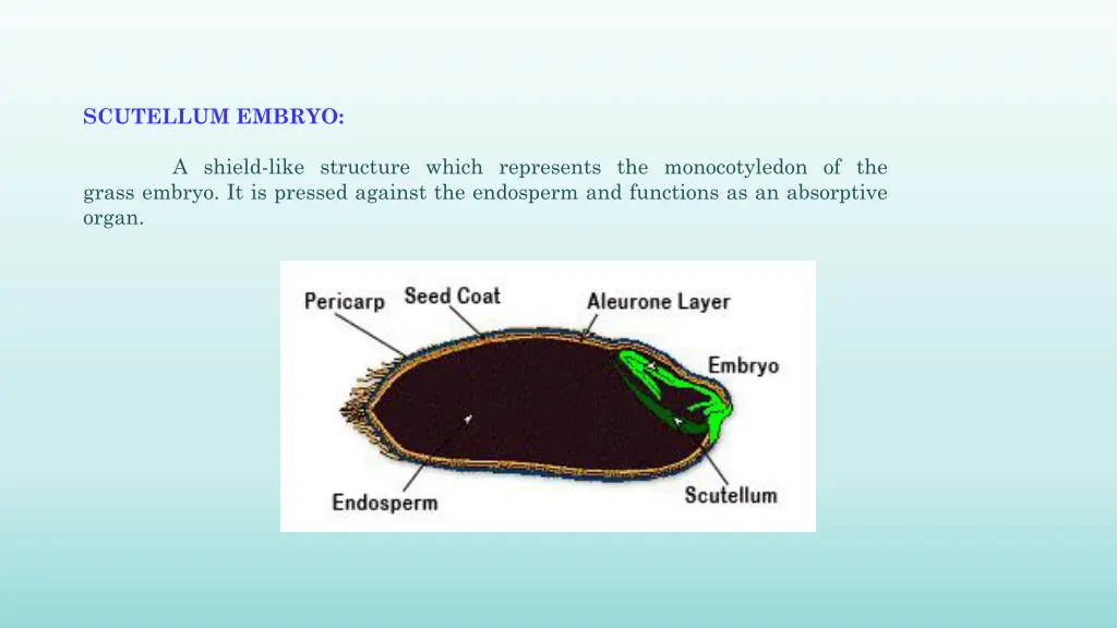 scutellum embryo