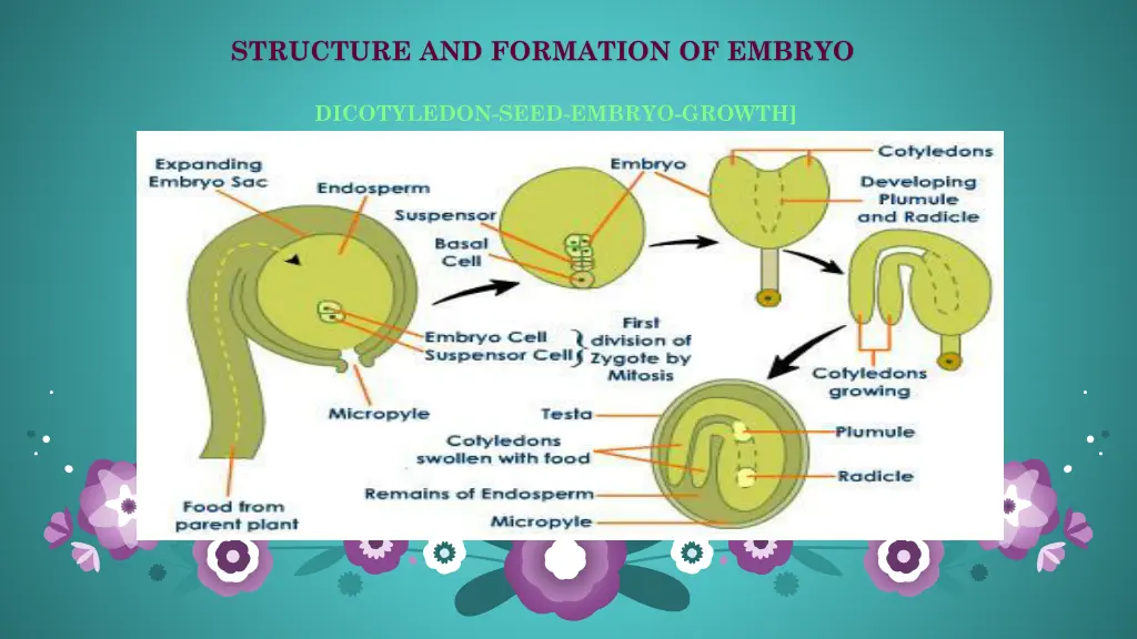 structure and formation of embryo