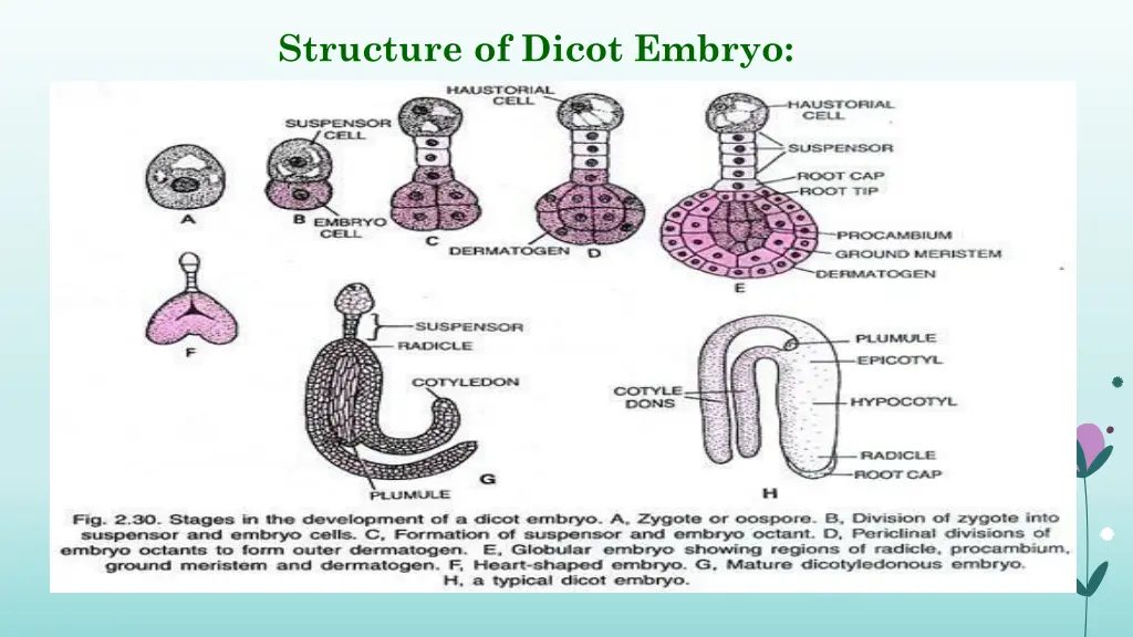 structure of dicot embryo 1