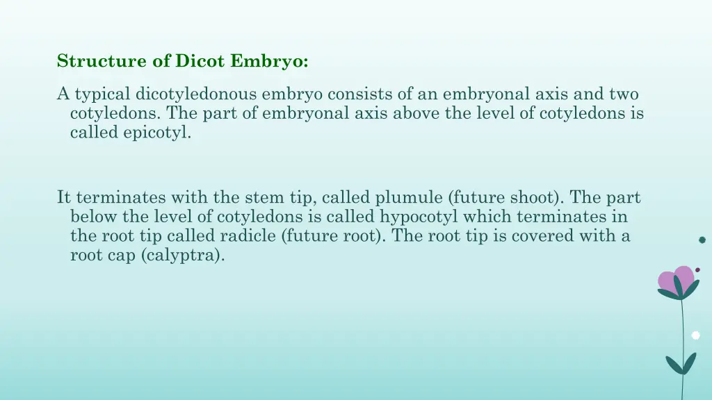 structure of dicot embryo