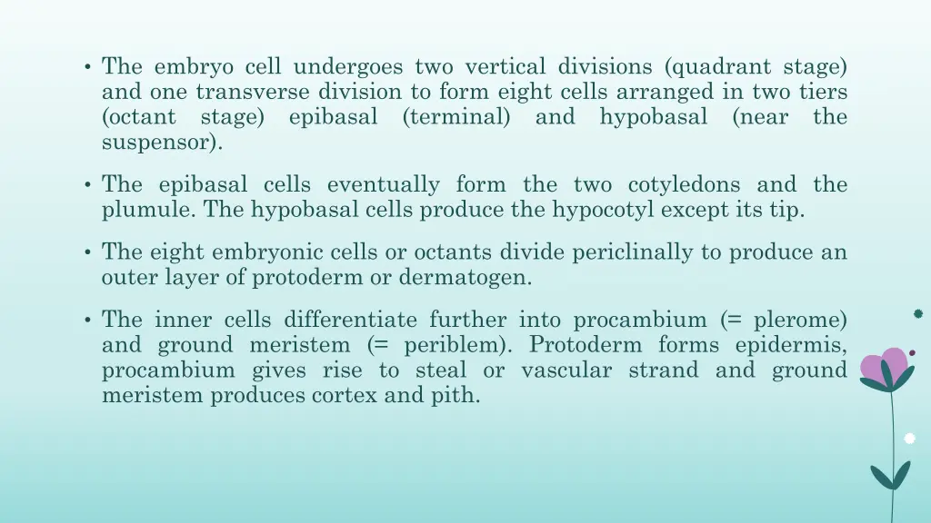 the embryo cell undergoes two vertical divisions