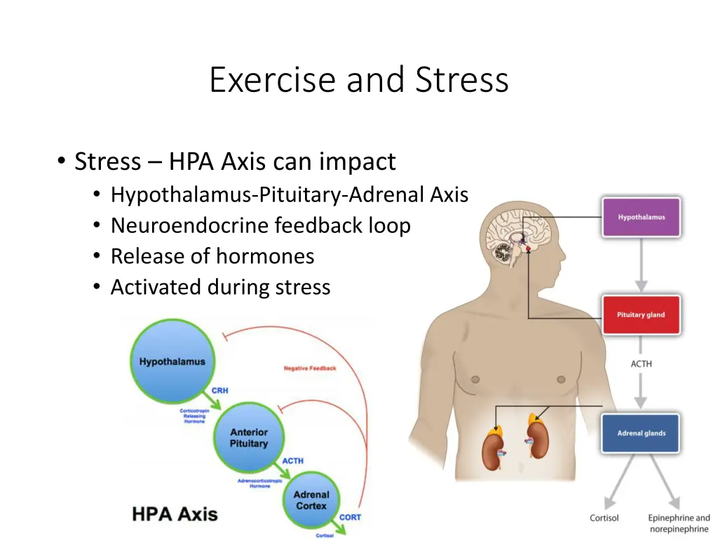 exercise and stress