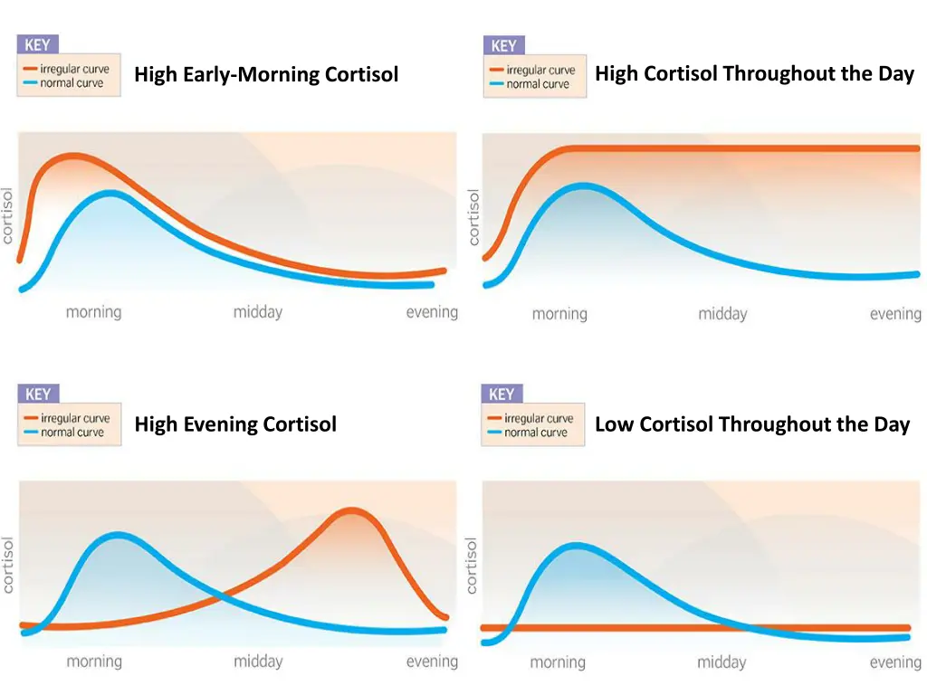 high cortisol throughout the day