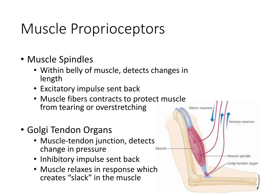 muscle proprioceptors