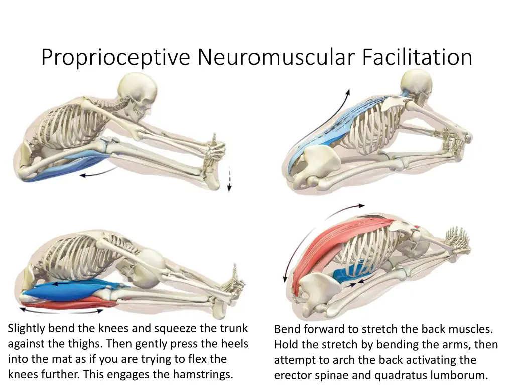 proprioceptive neuromuscular facilitation 1