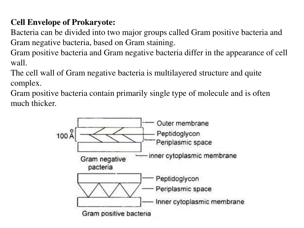 cell envelope of prokaryote bacteria