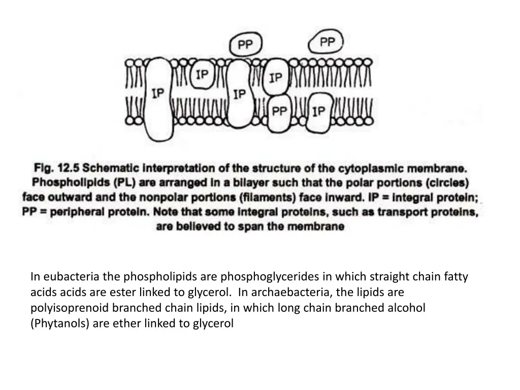 in eubacteria the phospholipids