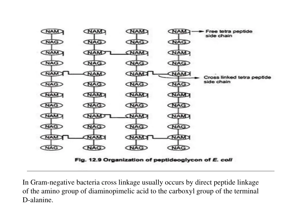 in gram negative bacteria cross linkage usually