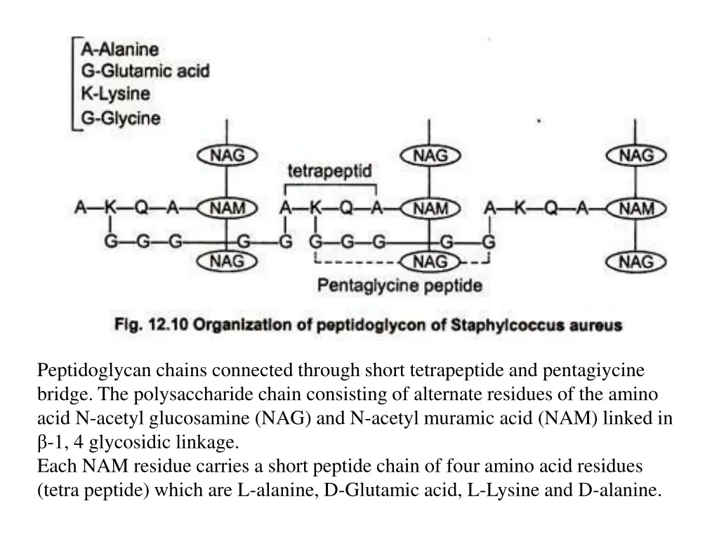 peptidoglycan chains connected through short