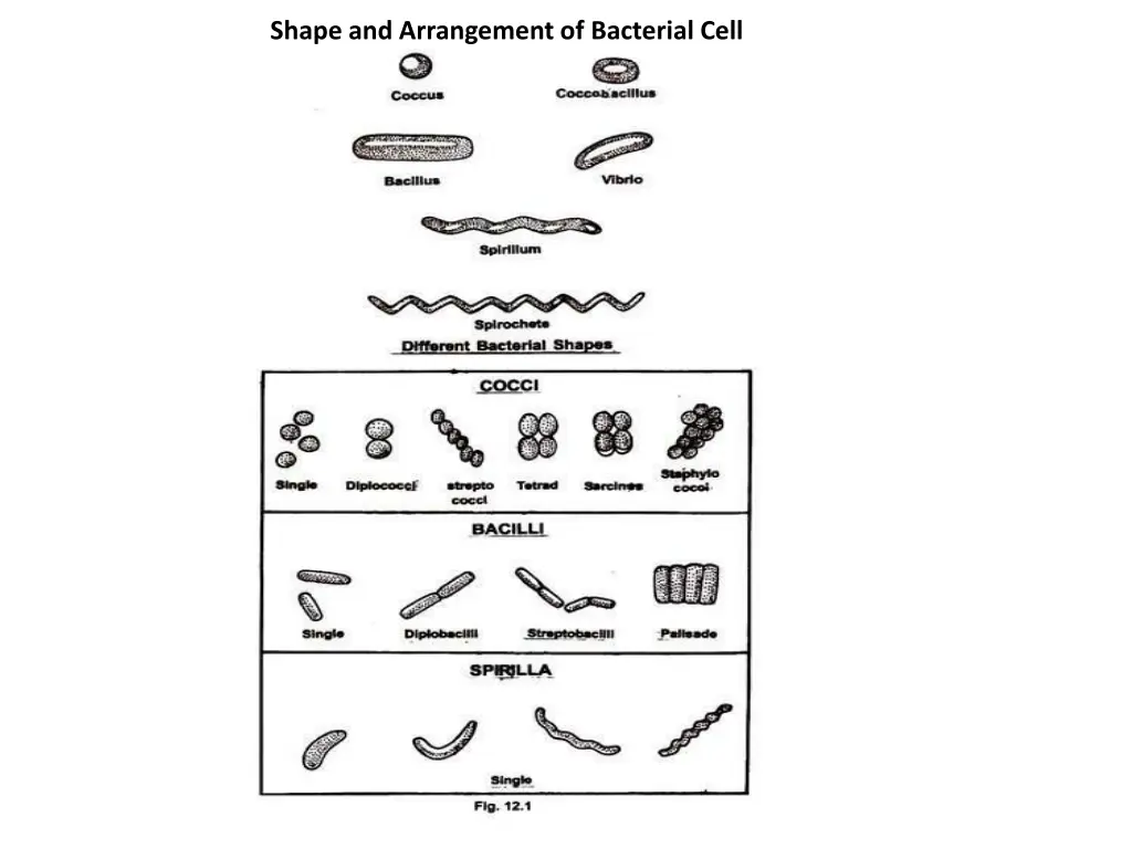 shape and arrangement of bacterial cell