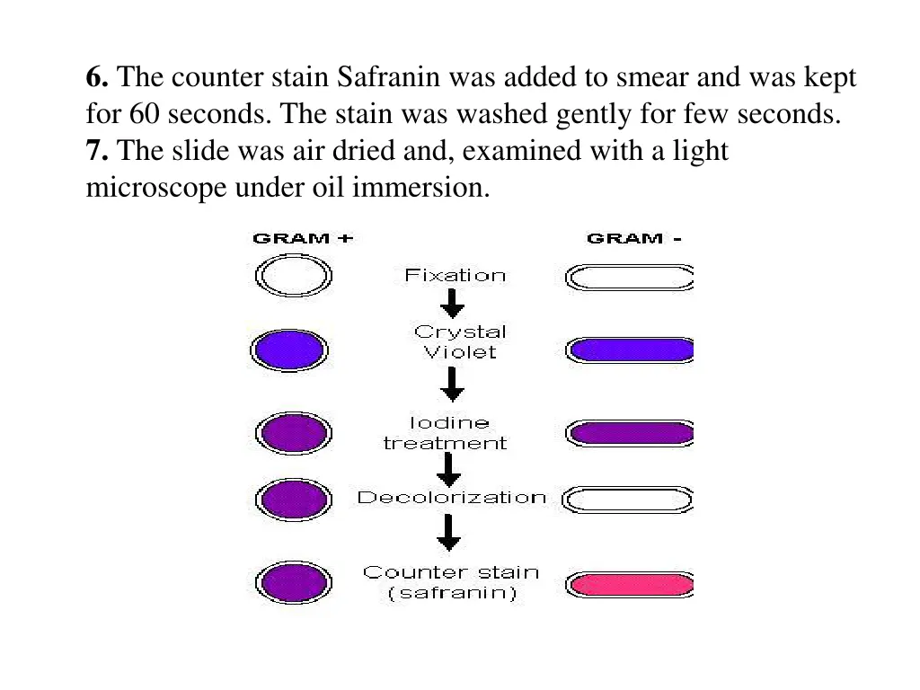 6 the counter stain safranin was added to smear