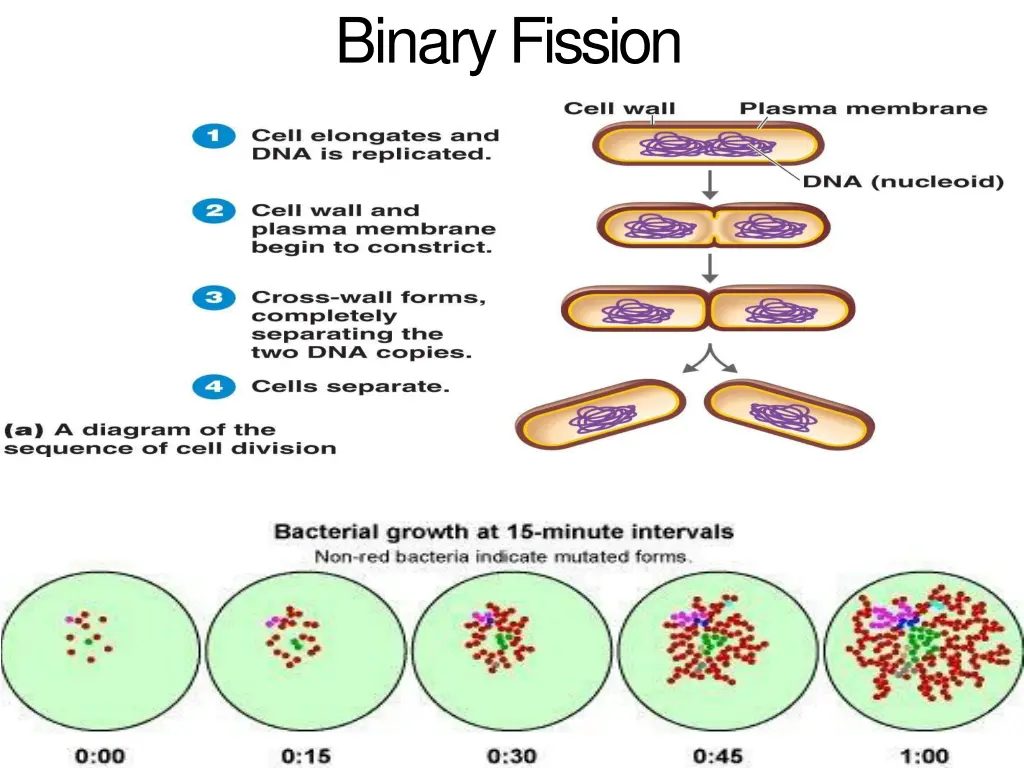 binaryfission