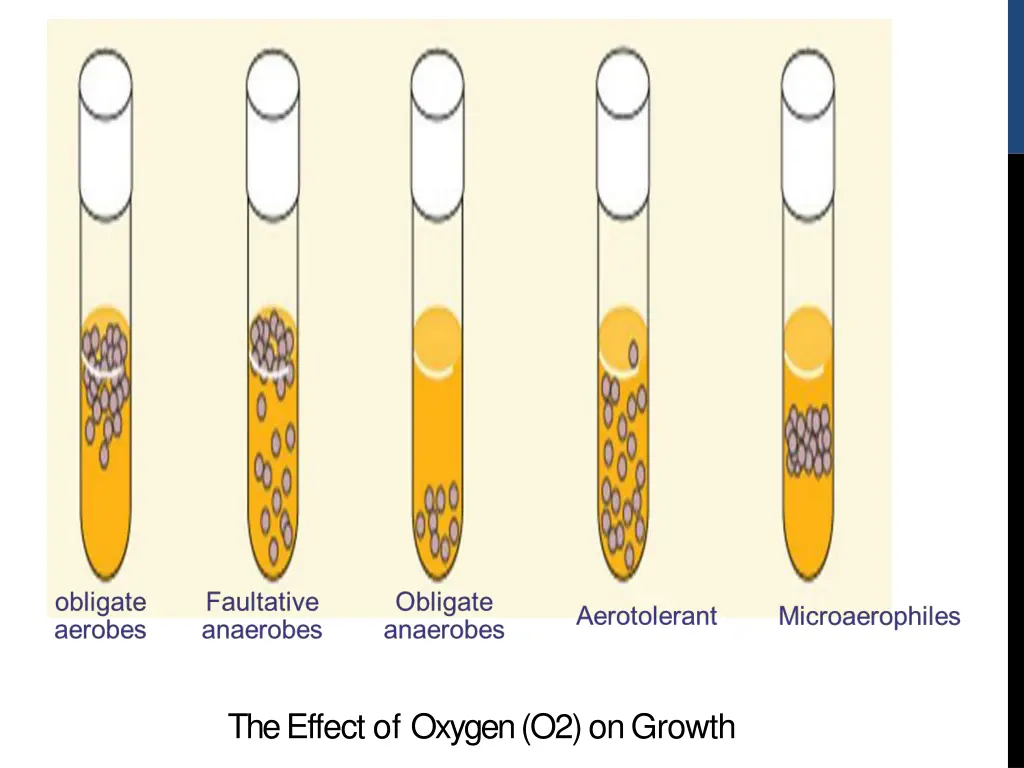 the effect of oxygen o2 ongrowth