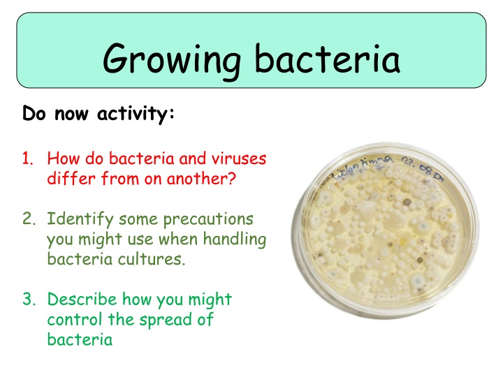 growing bacteria