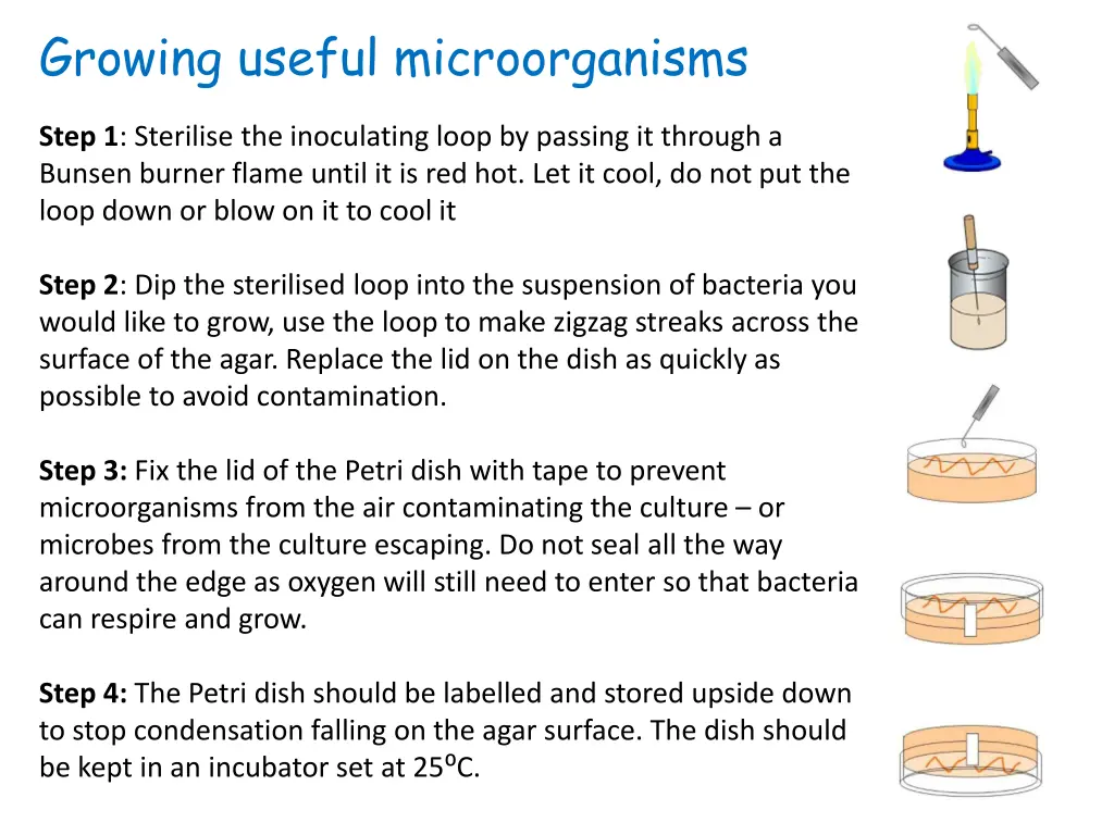 growing useful microorganisms