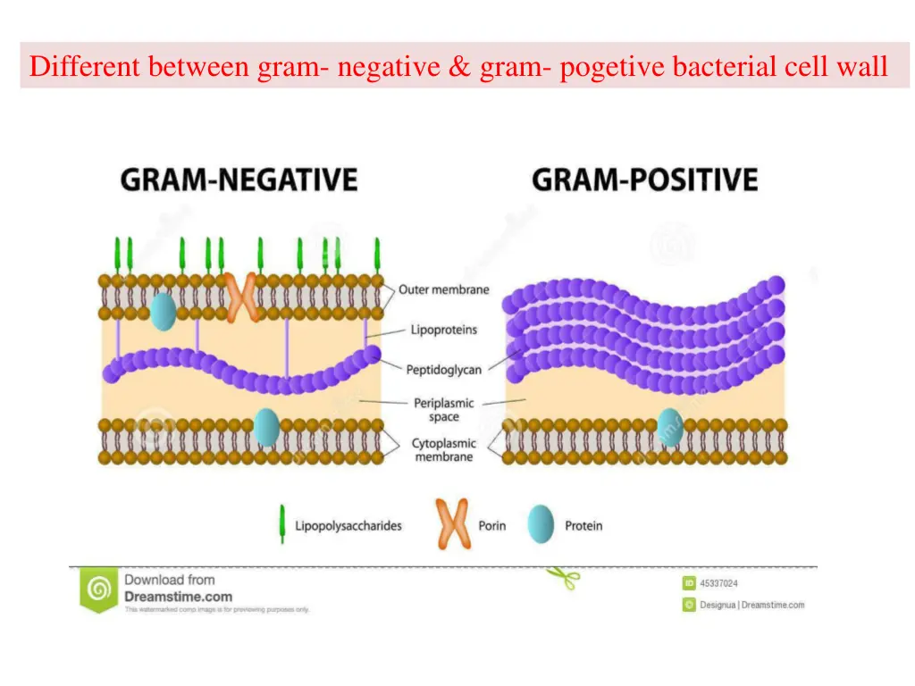 different between gram negative gram pogetive