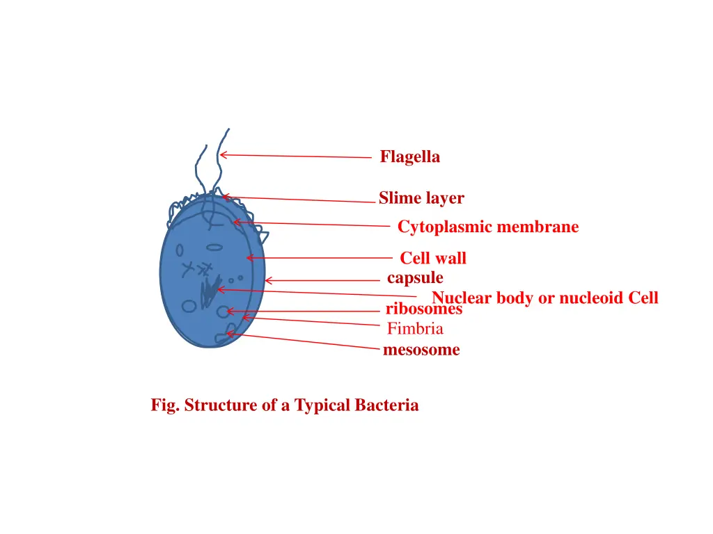 flagella