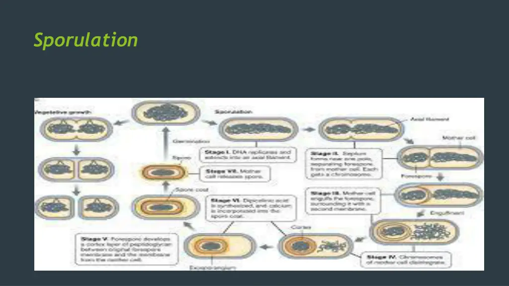 sporulation 2