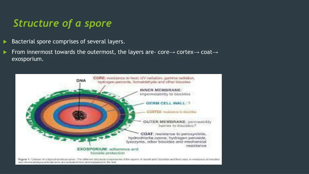 structure of a spore