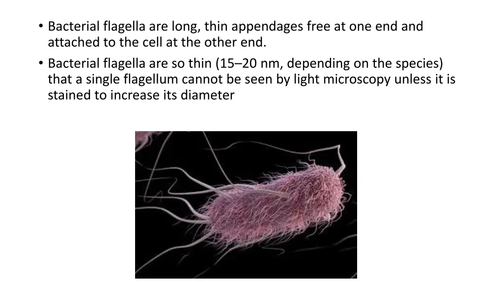 bacterial flagella are long thin appendages free