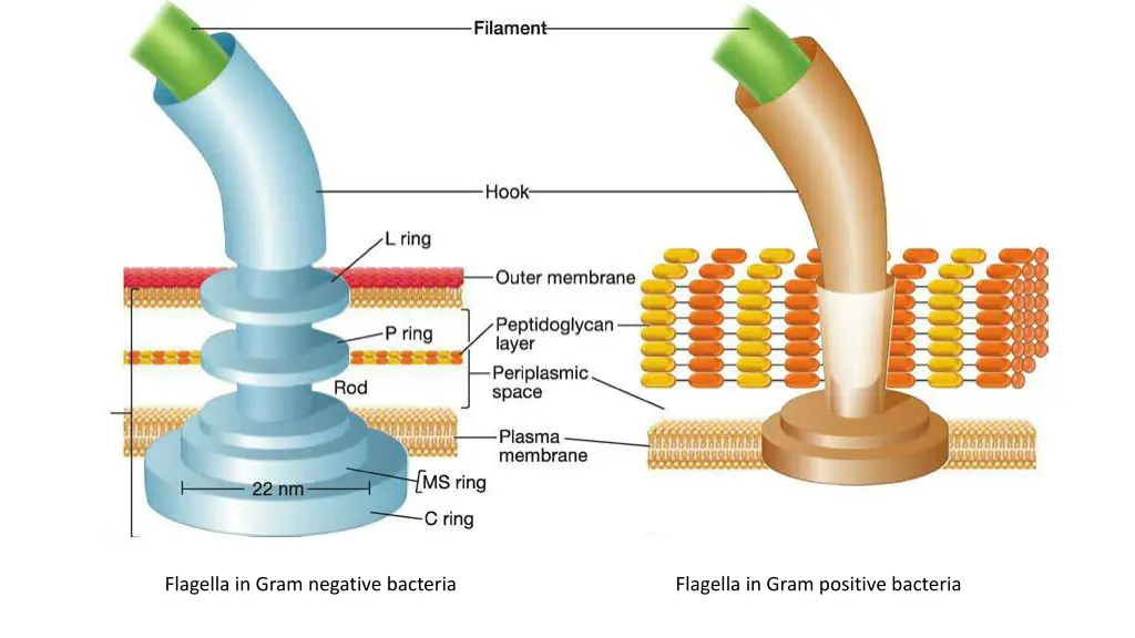 flagella in gram negative bacteria