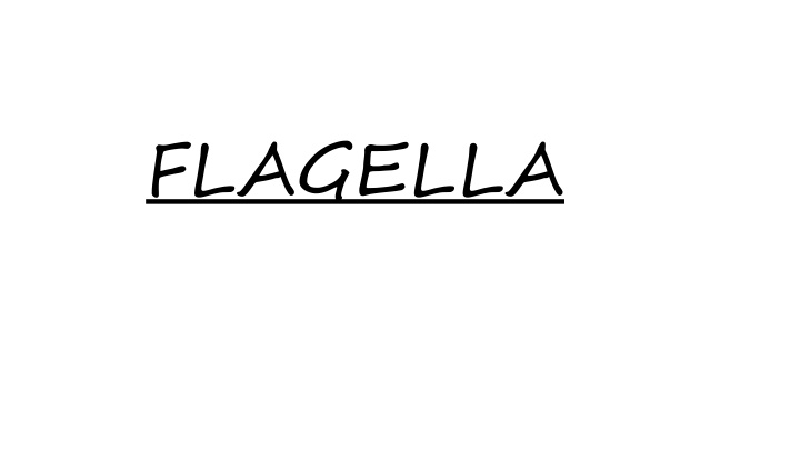 flagella