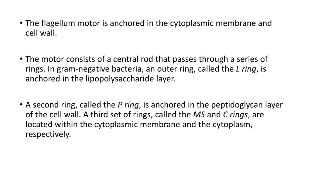 the flagellum motor is anchored