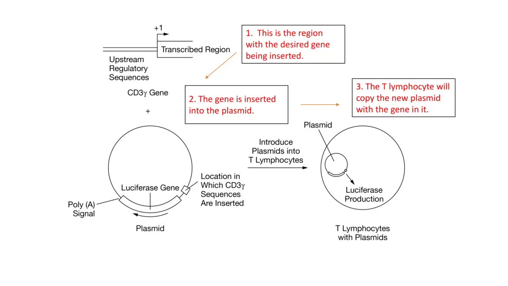 1 this is the region with the desired gene being