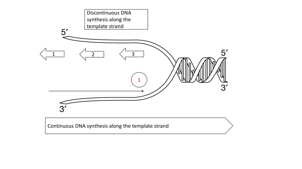 discontinuous dna synthesis along the template