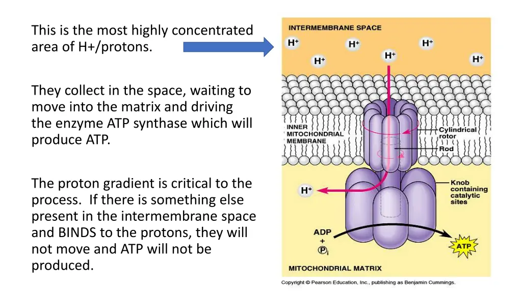 this is the most highly concentrated area