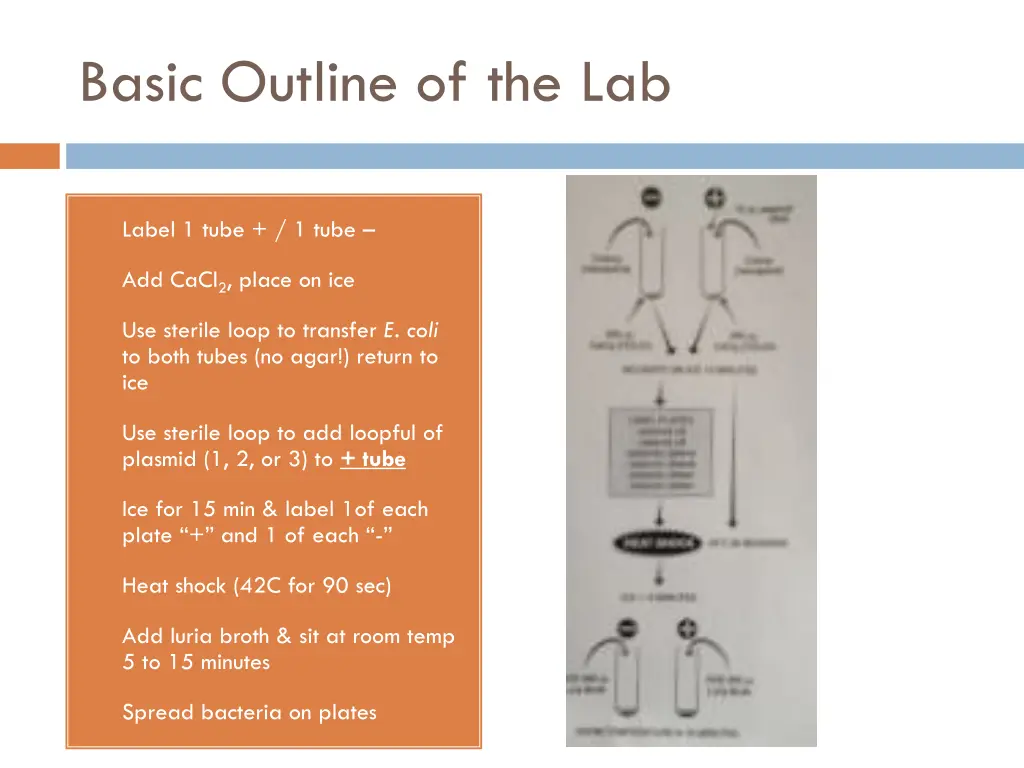 basic outline of the lab