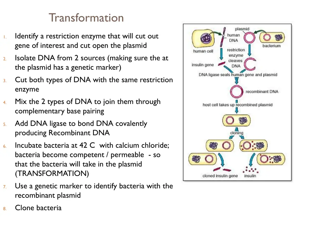 transformation 1