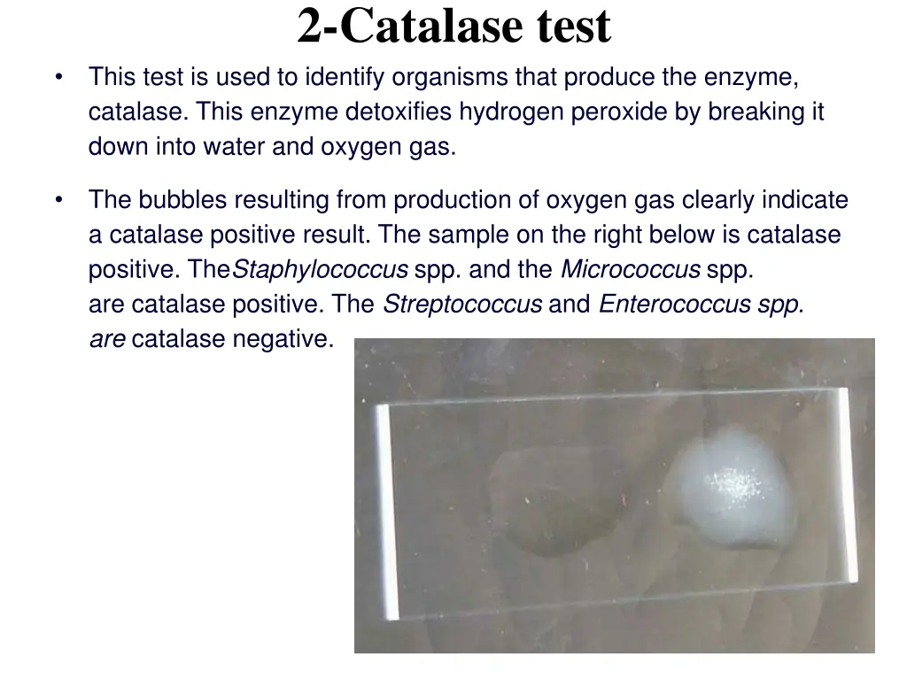 2 catalase test