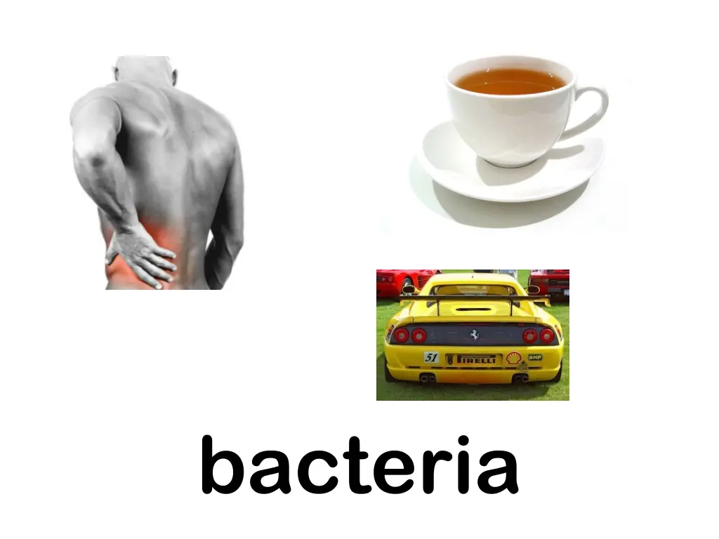 bacteria