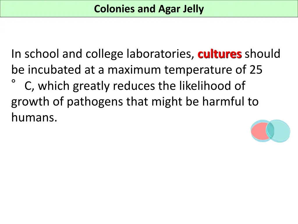 colonies and agar jelly 1