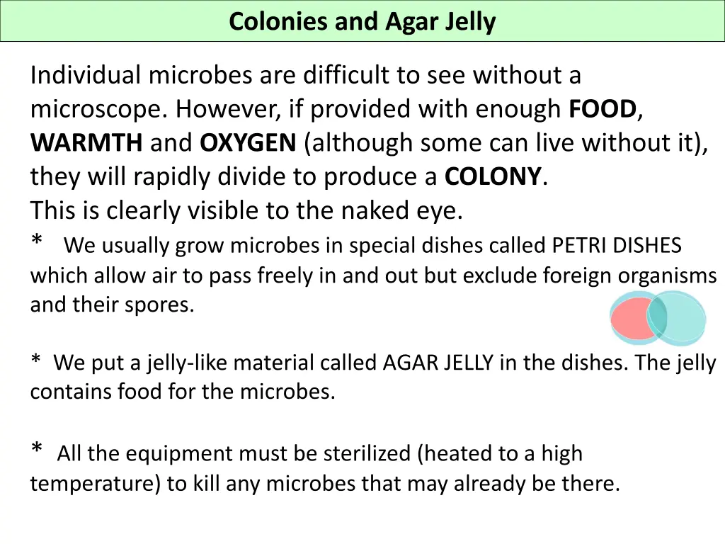 colonies and agar jelly