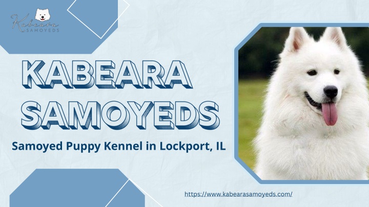 samoyed puppy kennel in lockport il