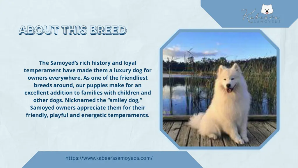 the samoyed s rich history and loyal temperament