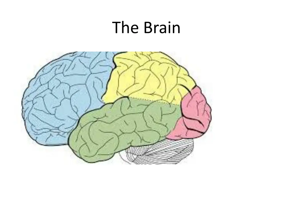 the brain