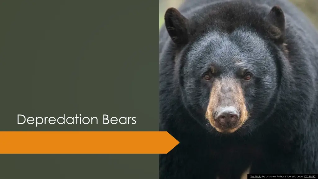 depredation bears