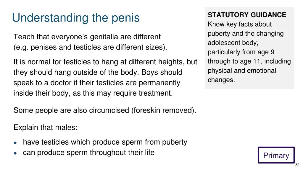 understanding the penis