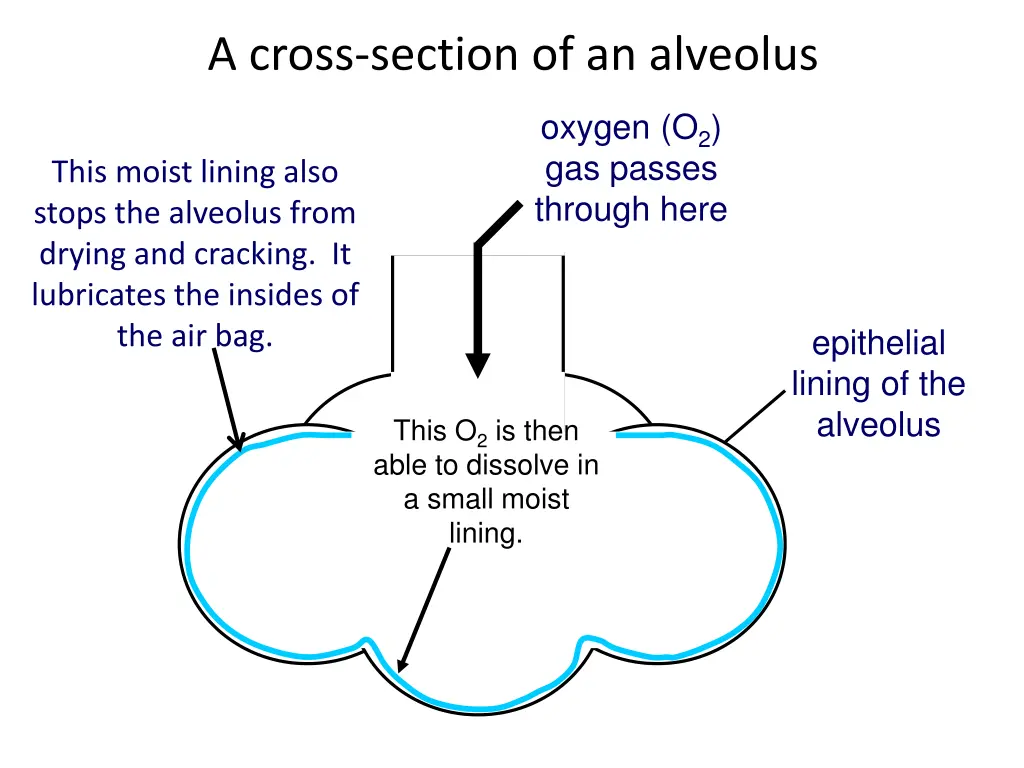 a cross section of an alveolus