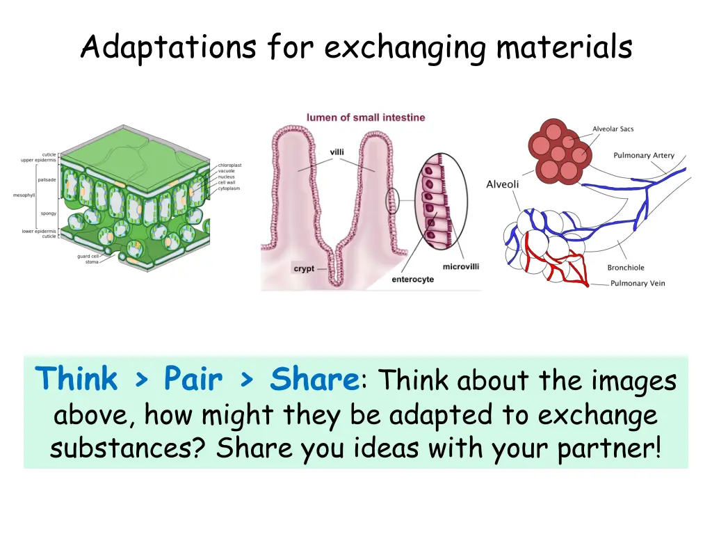 adaptations for exchanging materials